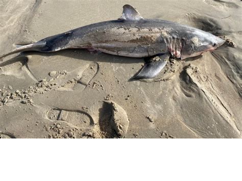 Beached Great White Shark