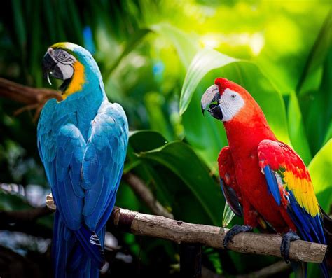 How to Create the Perfect Home for Your Pet Macaw?
