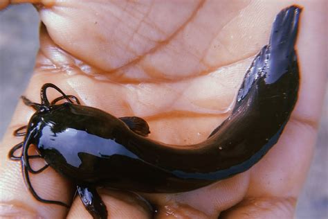 Image result for Fish Evolution Human Animation