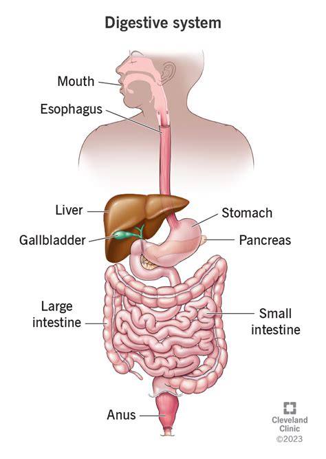 Digestion Process 的图像结果