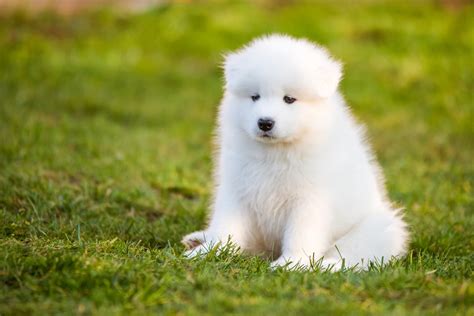 Samoyed Puppy Pictures and Facts