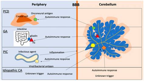 Brain Sciences | Special Issue : Recent Advances in Immune-Mediated ...