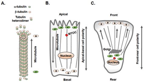Regulation of Cell Adhesion and Migration via Microtubule Cytoskeleton Organization, Cell ...