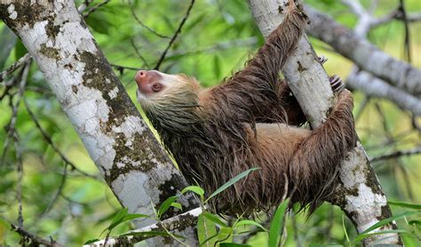Image result for 2 Toed Sloth