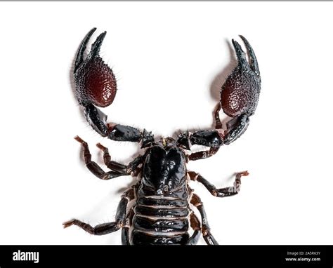 Emperor Scorpion Face