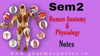 Human Anatomy and Physiology II B pharmacy Semester 2 free notes