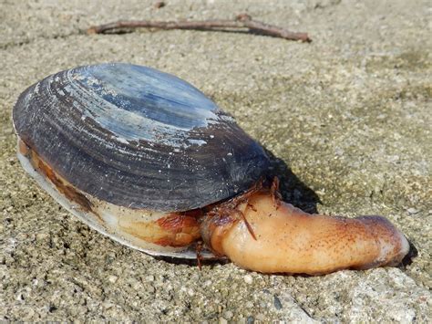 67 Not Out: The Mysterious Shell Creatures On Cornish Beach