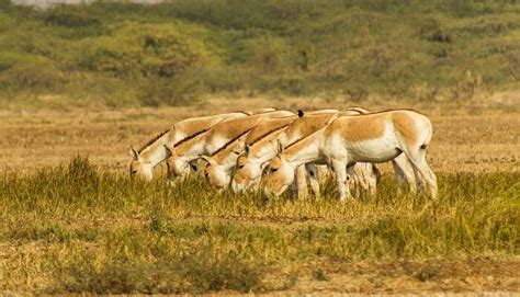 25 Best Wildlife Sanctuaries In India For Your Next 2026 Safari!