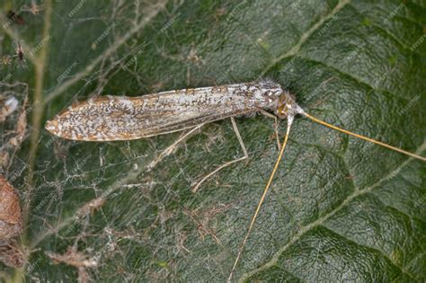 Premium Photo | Adult caddisfly insect of the order trichoptera