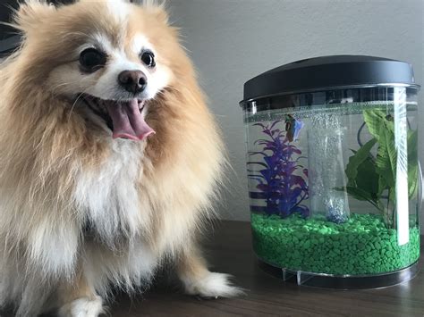 Paws 4 A Cure is an all-volunteer 501(c)(3) nonprofit organization that ...