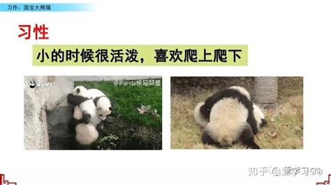 写熊猫的作文400字（精选3篇）