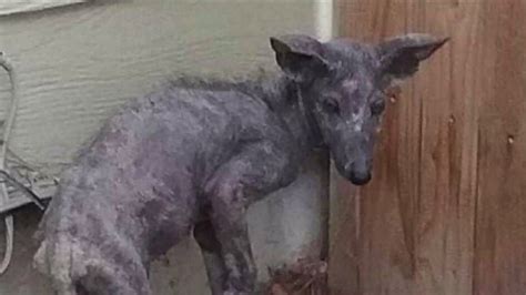 Coyote With Mange