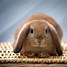 Image result for Cute Baby Rabbits Newborn