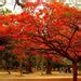 Buy Gulmohar Tree, Delonix regia - Plant online from Nurserylive at ...