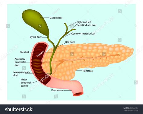 Pancreas Surrounding Vessels Organs Gallbladder Duodenum Stock Vector ...