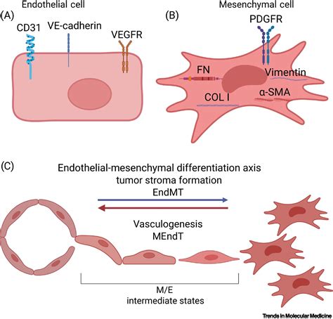 Spindle Cell Sarcoma Treatment at Victoria Jenkins blog