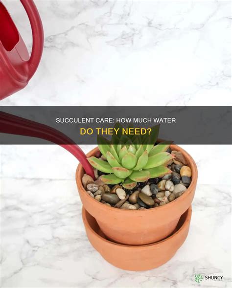 Succulent Care: How Much Water Do They Need? | ShunCy