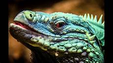 illuminati reptilian reptilian illuminati prohibition exposed illuminati reptilian reptilian illuminati prohibition exposed