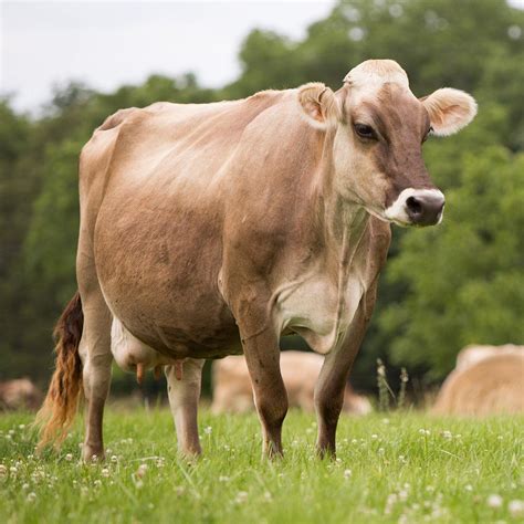 An Ode to the Most Beloved Cow: Holstein, Jersey or Brown Swiss — Half ...