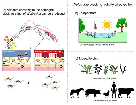 A Review: Wolbachia-Based Population Replacement for Mosquito Control ...