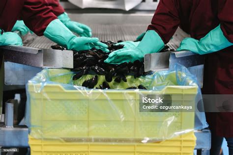 Washing Mussels 的图像结果