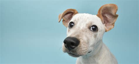 Meet the Puritan's Pride Pets Line-Up | Puritan’s Pride
