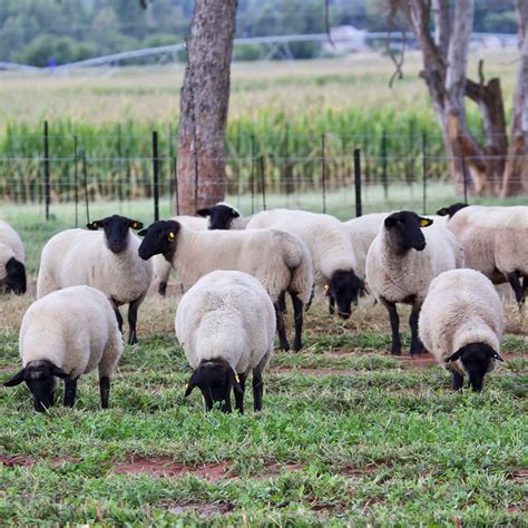 Suffolk Sheep Breeders - Hatari Farming