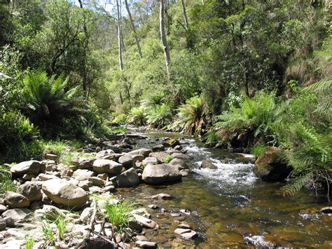 Spotted_Tree_Frog_habitat – Ecoportal