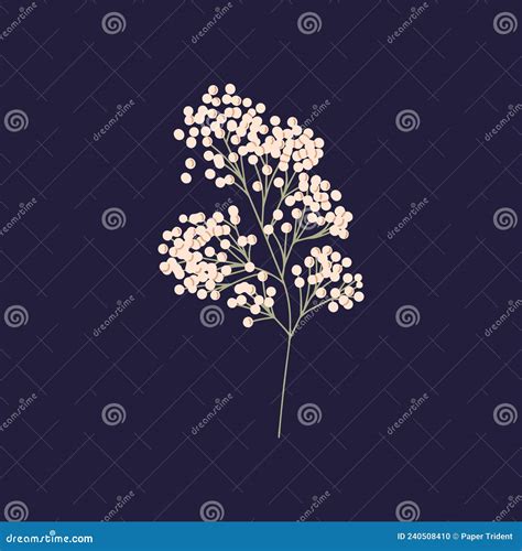 Gypsophila Branch with Small White Flowers. Dry Baby Breath, Decorative ...