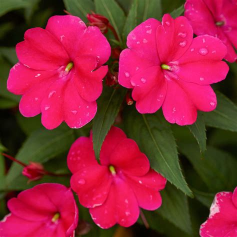 Growing New Guinea Impatiens How To Grow And Care For New Guinea