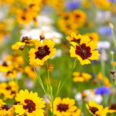 AUDHAV Calliopsis tinctoria (Coreopsis) flower seeds (50 Seeds Pack ...