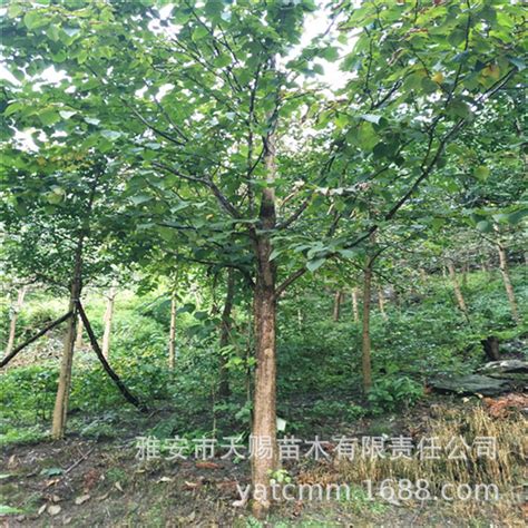 太行山的名贵树木,太行山的灌木73种是啥,芦芽山树种_大山谷图库