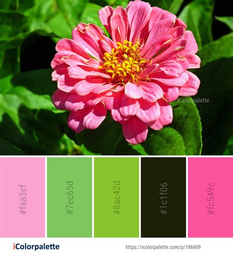 FlowerColor 的图像结果