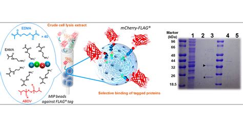 Affinity Purification 的图像结果
