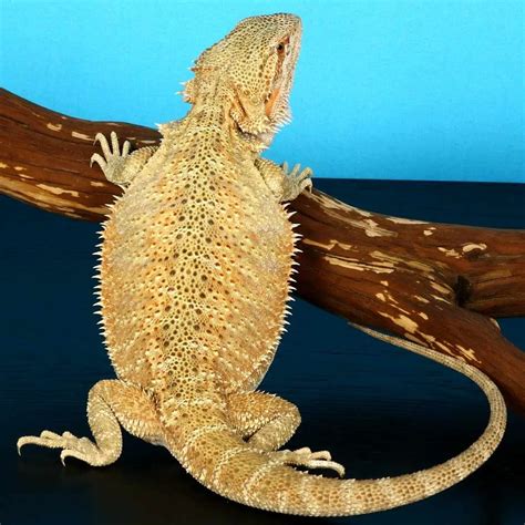 Orange Bearded Dragons
