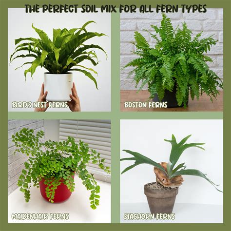 Types Of Indoor Ferns