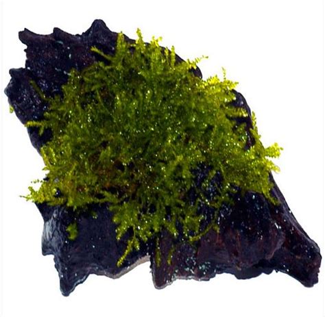 Image result for Planting Java Moss