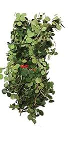 Buy Li6 ®™ Shisham Leaves (200Gram) green Natural Sisam Of Leaf ...