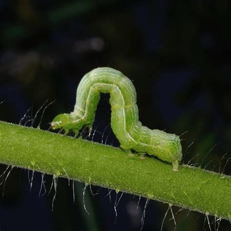 Tiny Green Caterpillar
