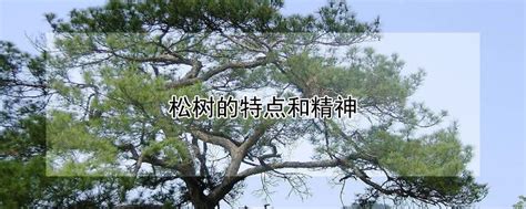 松树的特点和精神 - 养花问答 - 四季盆栽