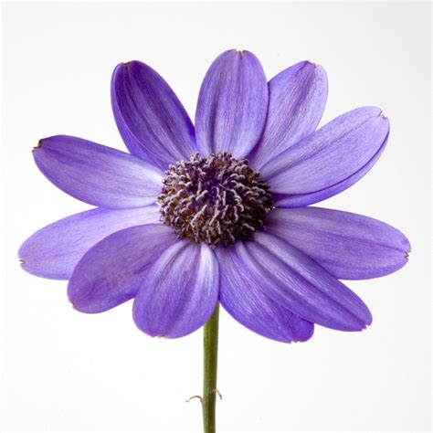 Purple Flower White Backgrounds - Wallpaper Cave