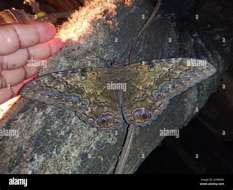 Black Witch (Ascalapha odorata Stock Photo - Alamy