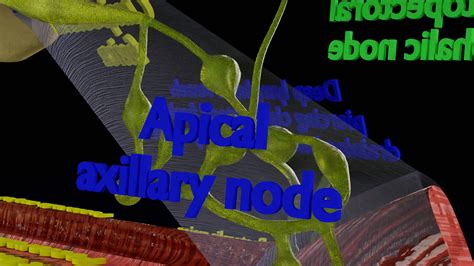 Breast lymphatic drainage precise scale labelledatomy histology 3D model - TurboSquid 1999441