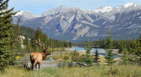 Wildlife In Jasper National Park