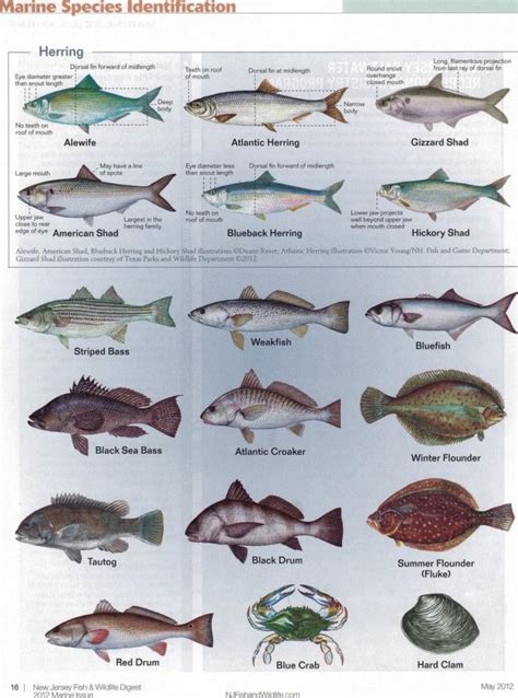 Fish Identification 的图像结果