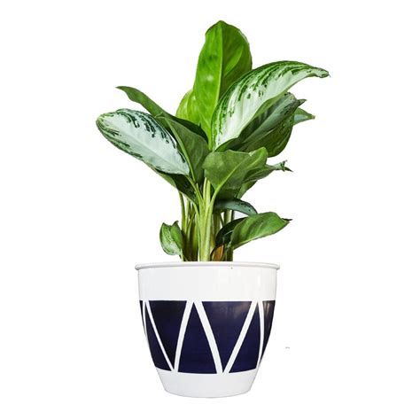 TrustBasket Ciara Planter (Set of 3)