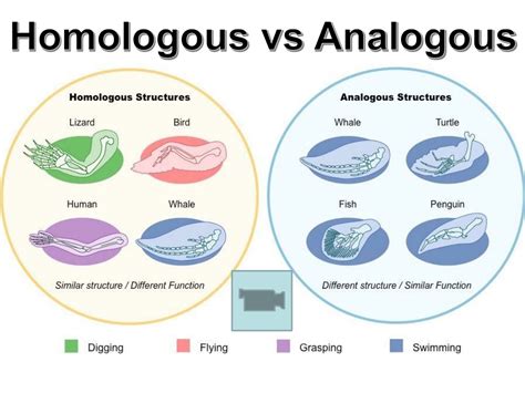 PPT - Understanding Homologous Structures in Biology PowerPoint ...