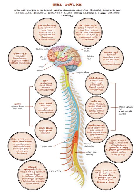 பாடச் சுருக்கம் - நரம்பு கட்டுப்பாடு மற்றும் ஒருங்கிணைப்பு | Activity ...