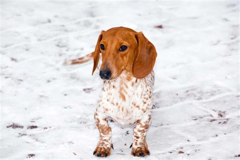 Piebald Dapple Dachshund