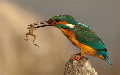 Bird Eating Frog